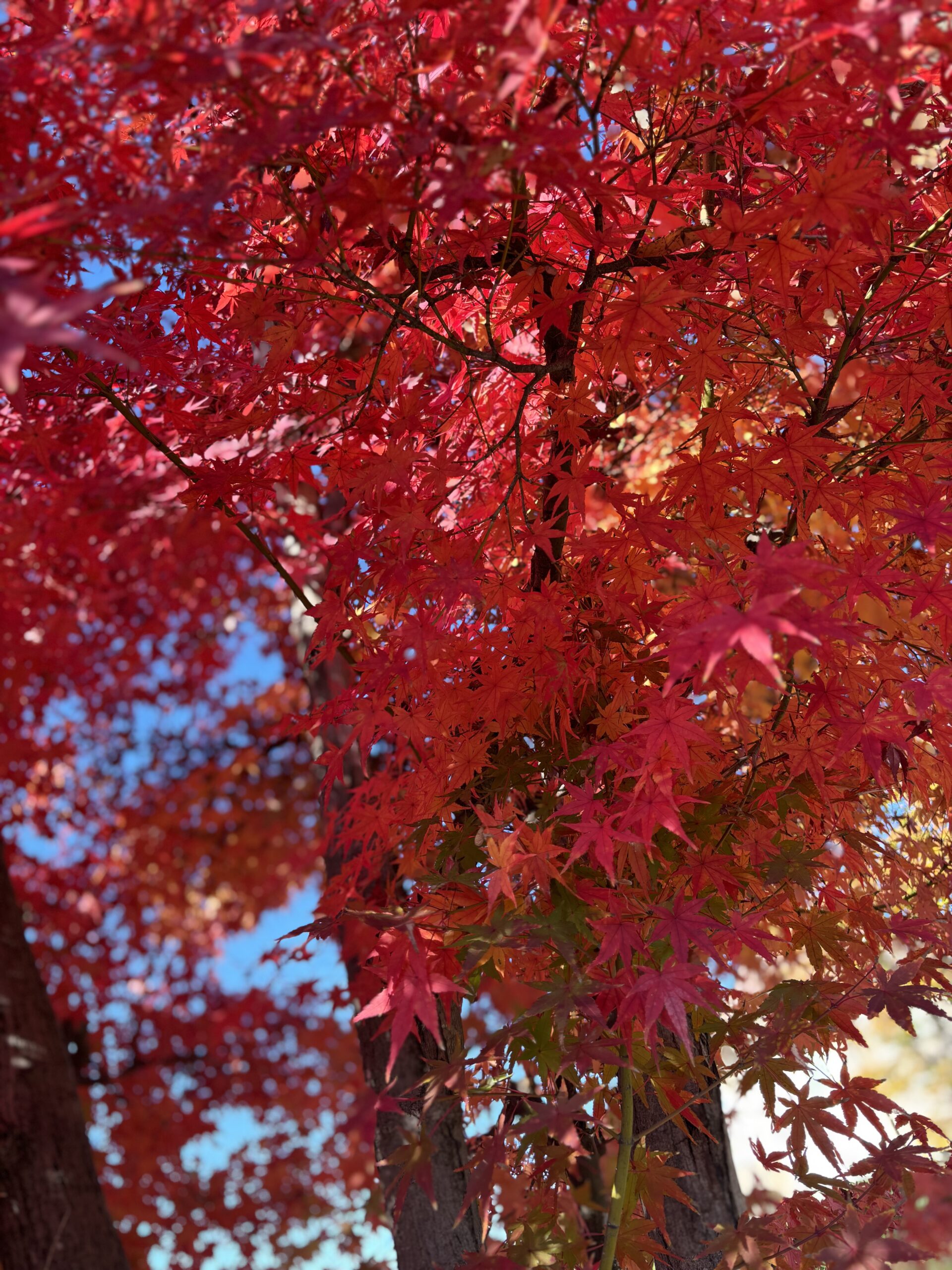 街路樹の色づきとともに