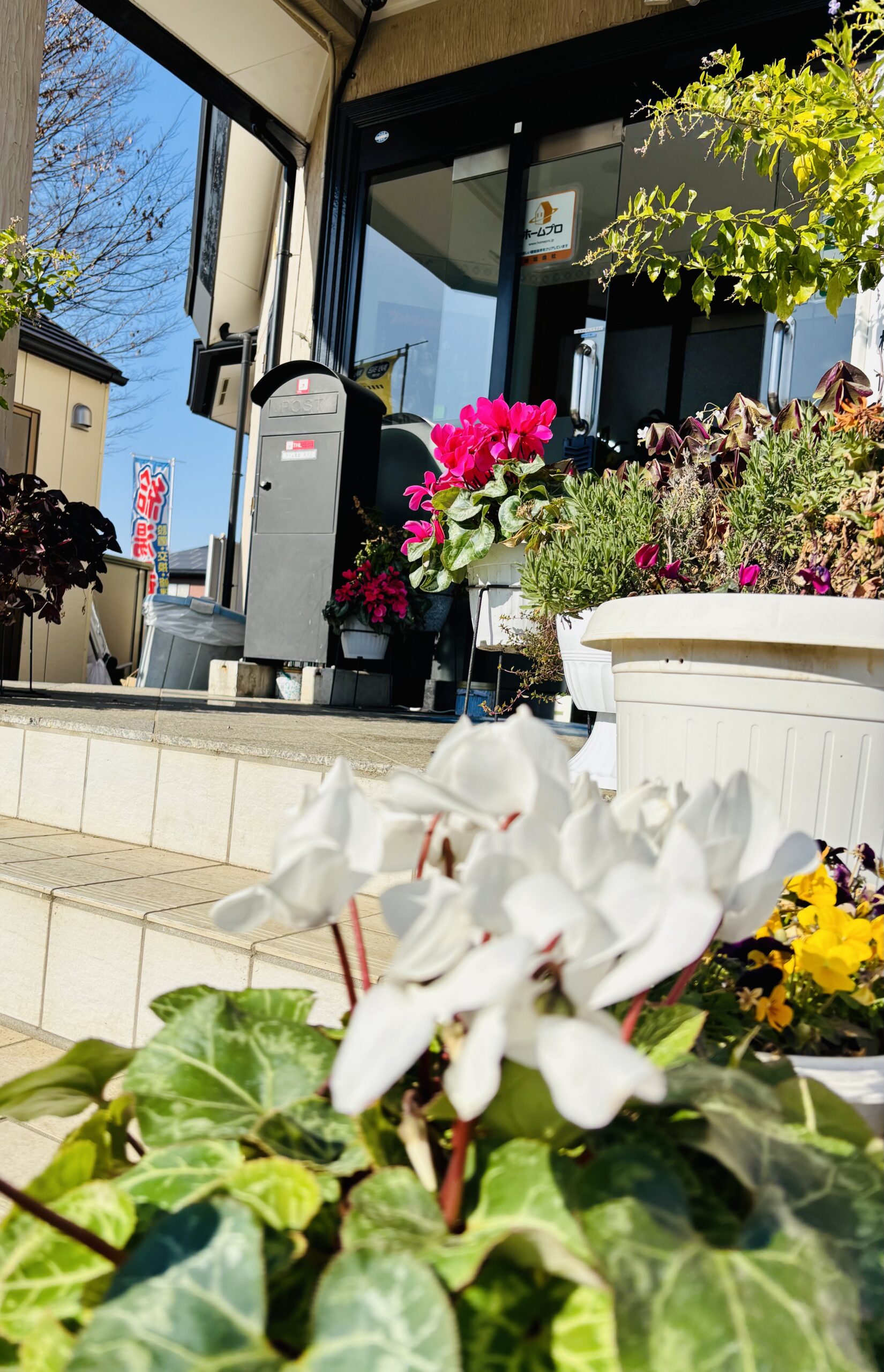 事務所入口のシクラメンが鮮やかな花を咲かせ始めました