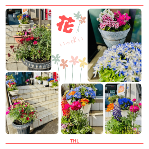 THLの入口はいつもお花いっぱいです🌸